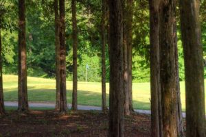 Birch-Creek-Golf-Course,-Union,-MO-Club-Trees