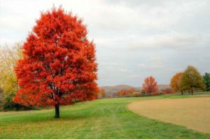 Crescent Farms Golf Club, Best Golf Courses in St. Louis 