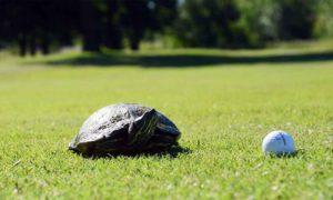 Meadow Lake Golf Course, Clinton, Missouri, golf courses in Clinton, MO