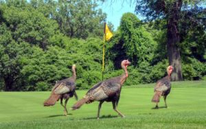 Norwood Hills Country Club, St. Louis Golf Courses