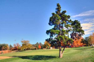 Highlands Golf and Tennis Center, fairway tree