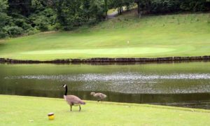 The Oaks Golf Course at Tan-Tar-A, Lake of the Ozarks, Missouri, Best Golf Courses at the Lake of the Ozarks, MO