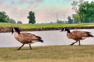 Tiffany Greens Golf Club, Best Golf Courses in Kansas City, Missouri