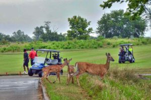 Tiffany Greens Golf Club, Best Golf Courses in Kansas City, Missouri