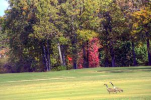 Whispering Oaks Golf Course, Marshfield, Missouri golf courses